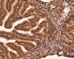 RBPMS Antibody in Immunohistochemistry (Paraffin) (IHC (P))