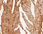 RBPMS Antibody in Immunohistochemistry (Paraffin) (IHC (P))