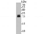 RBPMS Antibody in Western Blot (WB)