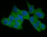 MTAP Antibody in Immunocytochemistry (ICC/IF)