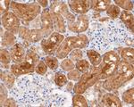 MTAP Antibody in Immunohistochemistry (Paraffin) (IHC (P))