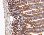 MTAP Antibody in Immunohistochemistry (Paraffin) (IHC (P))