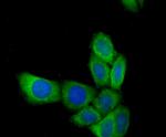 MGST1 Antibody in Immunocytochemistry (ICC/IF)