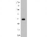 USP21 Antibody in Western Blot (WB)