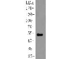 Cytokeratin 20 Antibody in Western Blot (WB)