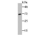 TRADD Antibody in Western Blot (WB)