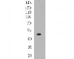 B3GAT1 Antibody in Western Blot (WB)