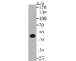 Cytokeratin 20 Antibody in Western Blot (WB)