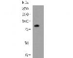 DPP6 Antibody in Western Blot (WB)