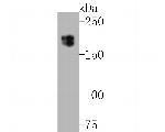 MUC1 Antibody in Western Blot (WB)