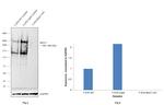 MUC1 Antibody in Western Blot (WB)