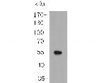 SARS2 Antibody in Western Blot (WB)