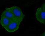 KV1.4 (KCNA4) Antibody in Immunocytochemistry (ICC/IF)