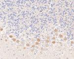 KV1.4 (KCNA4) Antibody in Immunohistochemistry (Paraffin) (IHC (P))