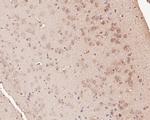 KV1.4 (KCNA4) Antibody in Immunohistochemistry (Paraffin) (IHC (P))