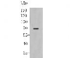 KV1.4 (KCNA4) Antibody in Western Blot (WB)