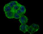 Nhe-1 Antibody in Immunocytochemistry (ICC/IF)