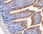 Nhe-1 Antibody in Immunohistochemistry (Paraffin) (IHC (P))