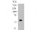 Nhe-1 Antibody in Western Blot (WB)