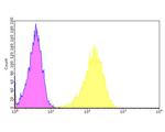 Drebrin Antibody in Flow Cytometry (Flow)