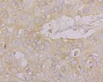 Drebrin Antibody in Immunohistochemistry (Paraffin) (IHC (P))