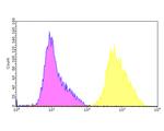 FEN1 Antibody in Flow Cytometry (Flow)