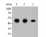 FEN1 Antibody in Western Blot (WB)