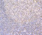 TRF2 Antibody in Immunohistochemistry (Paraffin) (IHC (P))