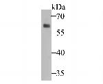 TRF2 Antibody in Western Blot (WB)