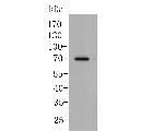 CDK5RAP3 Antibody in Western Blot (WB)