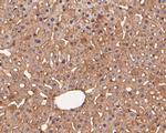 Rab11 FIB3 Antibody in Immunohistochemistry (Paraffin) (IHC (P))