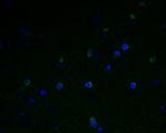 GABRA5 Antibody in Immunohistochemistry (Paraffin) (IHC (P))