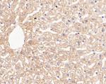 GluD1 Antibody in Immunohistochemistry (Paraffin) (IHC (P))