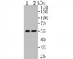 GluD1 Antibody in Western Blot (WB)