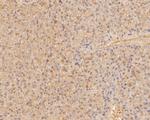 COX5B Antibody in Immunohistochemistry (Paraffin) (IHC (P))