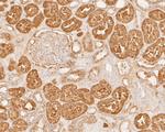 COX5B Antibody in Immunohistochemistry (Paraffin) (IHC (P))