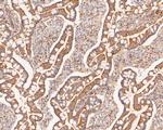 COX5B Antibody in Immunohistochemistry (Paraffin) (IHC (P))