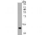 COX5B Antibody in Western Blot (WB)