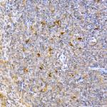 Caspase 9 Antibody in Immunohistochemistry (Paraffin) (IHC (P))