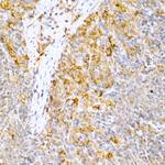 Caspase 9 Antibody in Immunohistochemistry (Paraffin) (IHC (P))