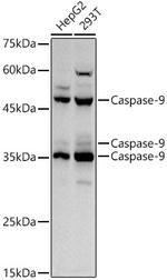 Caspase 9 Antibody in Western Blot (WB)