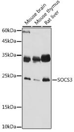 SOCS3 Antibody in Western Blot (WB)