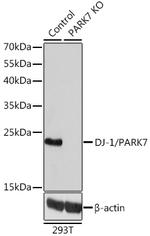 DJ-1 Antibody in Western Blot (WB)