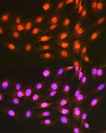 PCBP1 Antibody in Immunocytochemistry (ICC/IF)