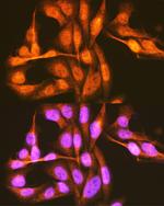 PCBP1 Antibody in Immunocytochemistry (ICC/IF)