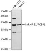 PCBP1 Antibody in Western Blot (WB)