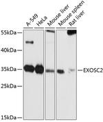 RRP4 Antibody in Western Blot (WB)