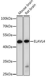 HuD Antibody in Western Blot (WB)