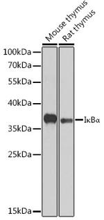 IkB alpha Antibody in Western Blot (WB)