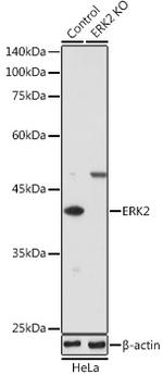 ERK2 Antibody in Western Blot (WB)